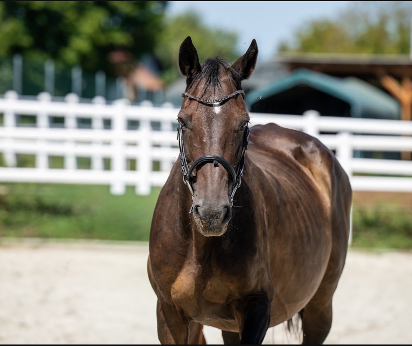 Quality Z | 2004 | 15.2h | Zangersheide | Mare