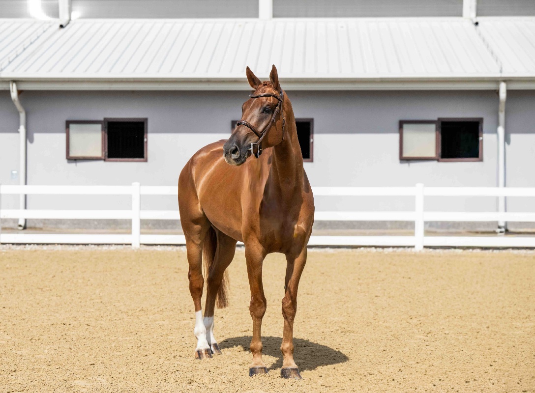 Giusto D’oro Z | 2019 | 17.2h | Zangersheide | Gelding