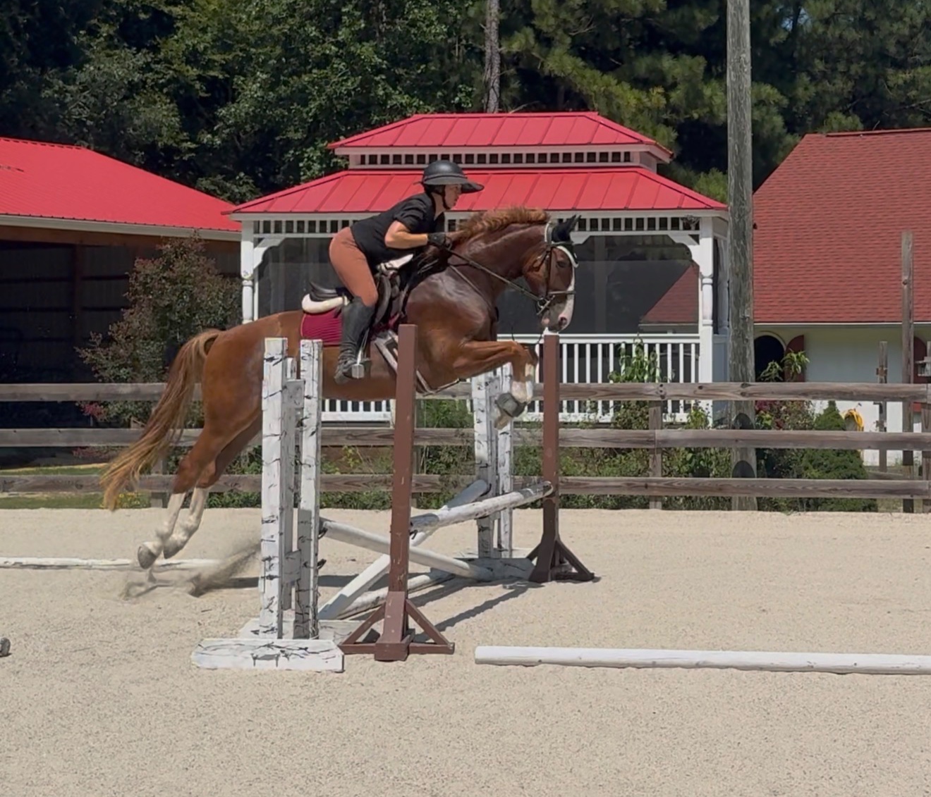 Focus Tachor Z | 2021 | 15.3h | Zangersheide | Gelding