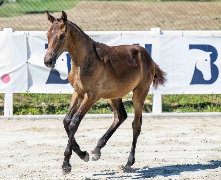 Dominini 1-1 Z | 2026 | 13.2h | Zangersheide | Mare