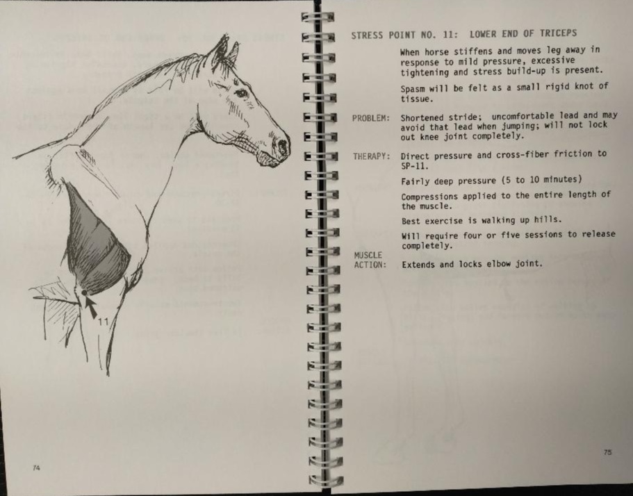 Beating Muscle Injuries For Horses Book