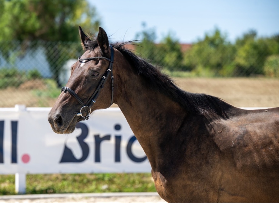 Quality Z | 2004 | 15.2h | Zangersheide | Mare