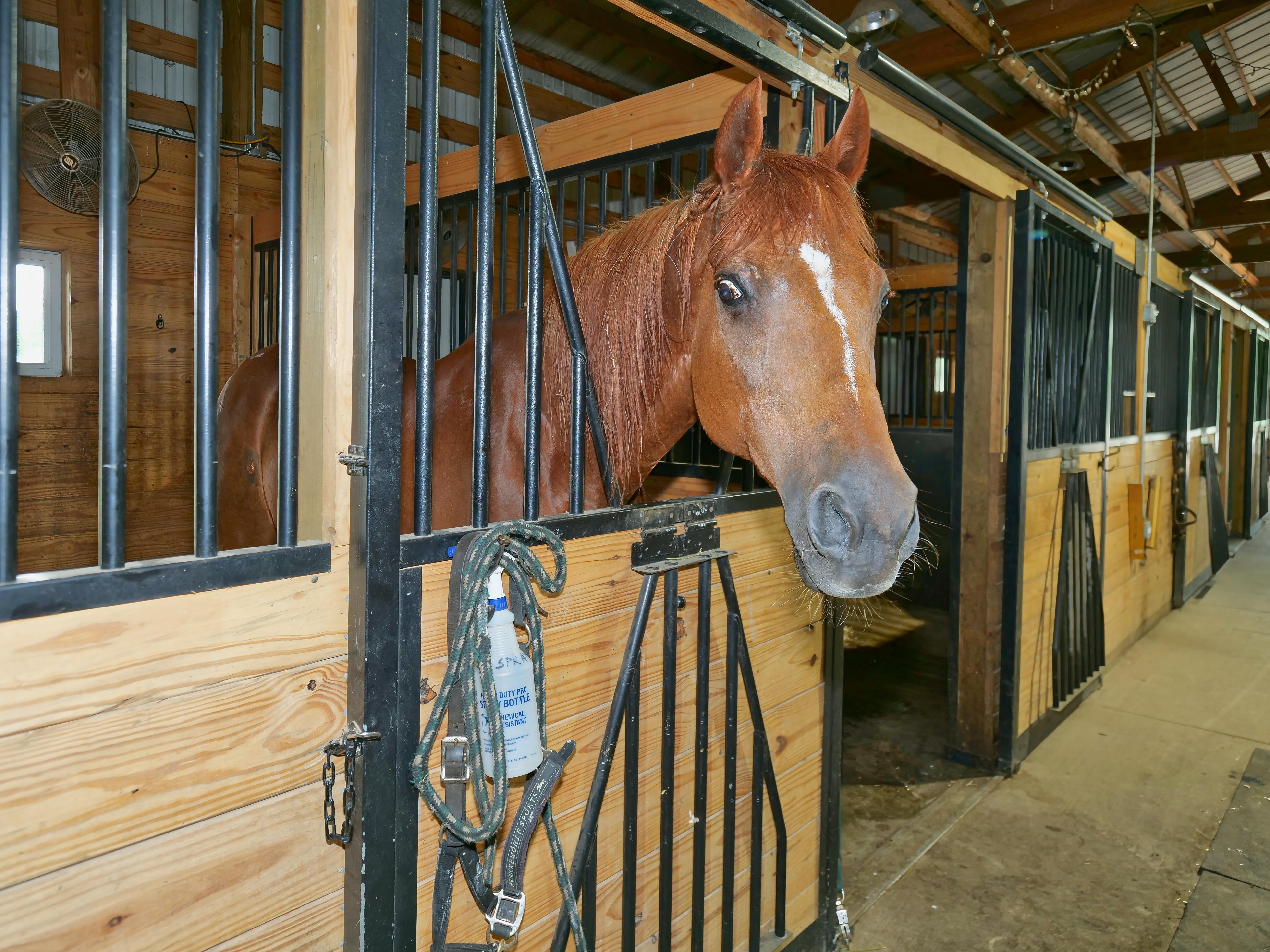 LUXURY EQUESTRIAN ESTATE---owner financing available! | Living Quarters + Stables | For Sale