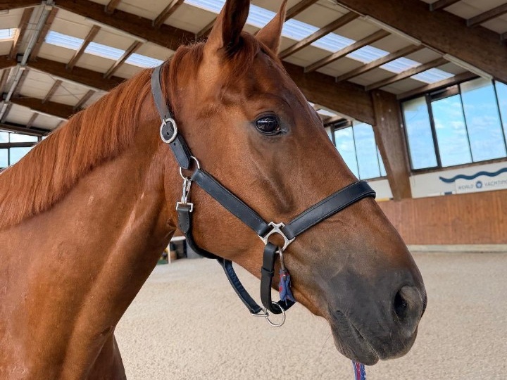 Giusto D’oro Z | 2019 | 17.2h | Zangersheide | Gelding