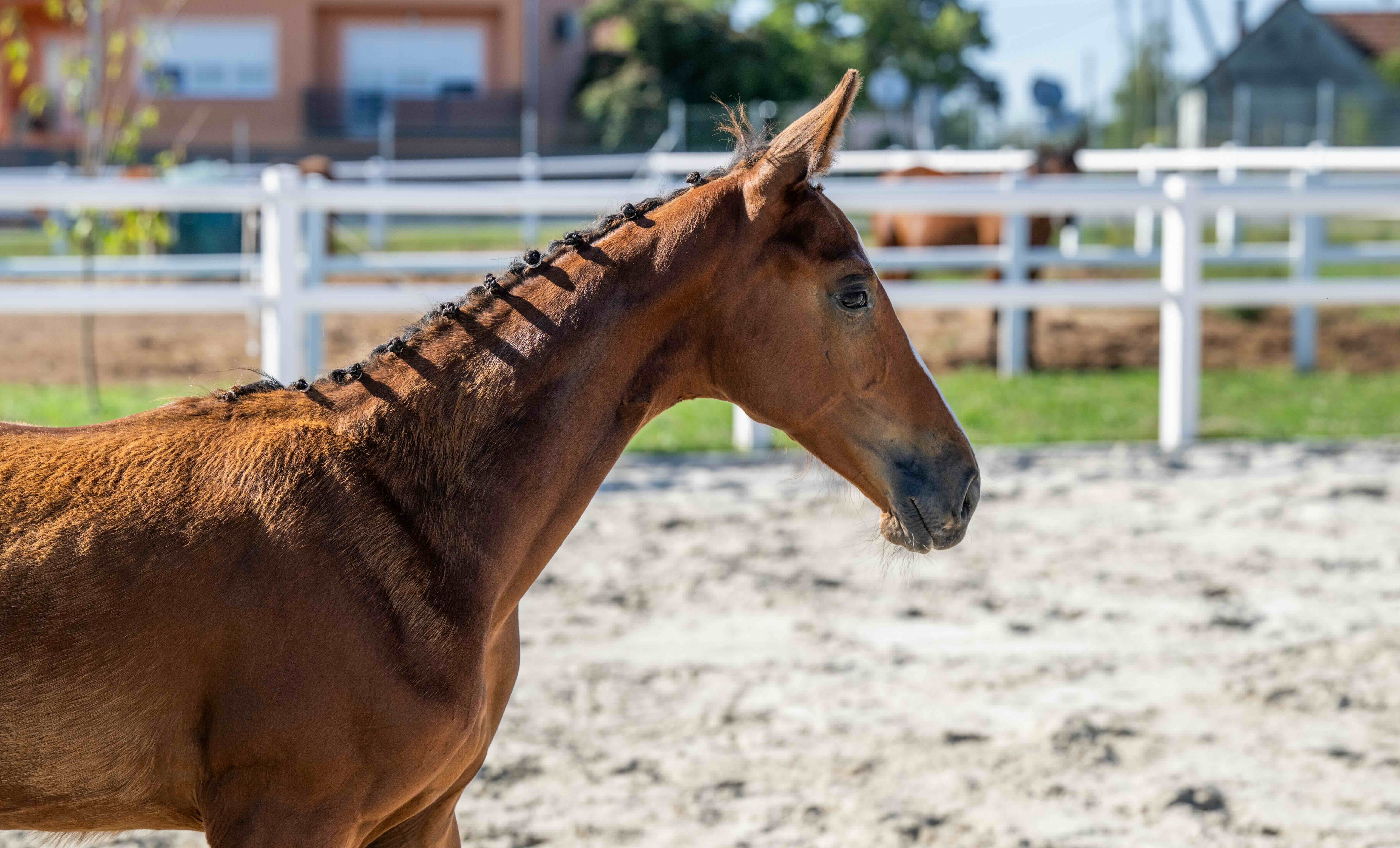 Frosted Fury 1-1 Z | 2026 | 12.2h | Zangersheide | Stallion