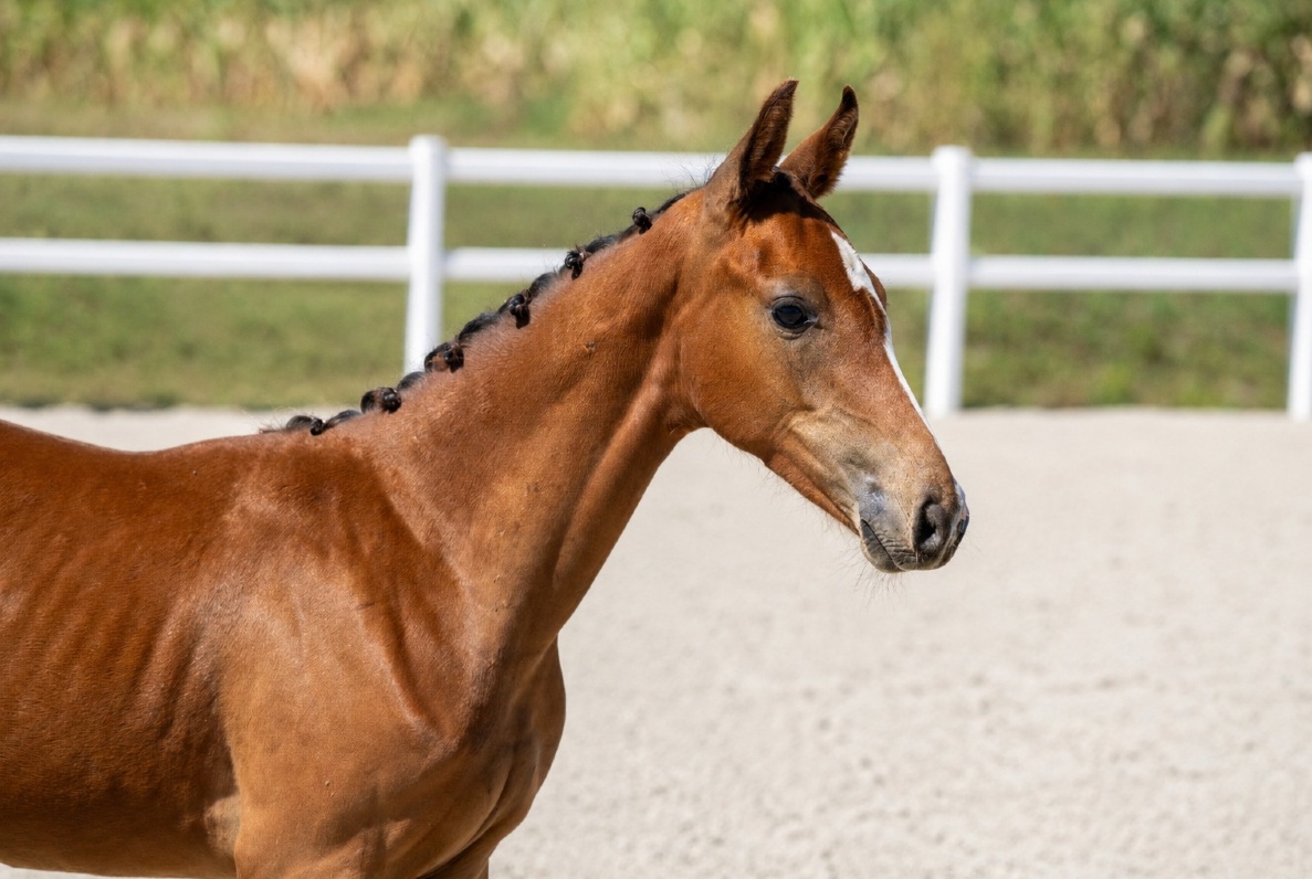 Tinkerbell 1-1 Z | 2026 | 13.1h | Zangersheide | Mare