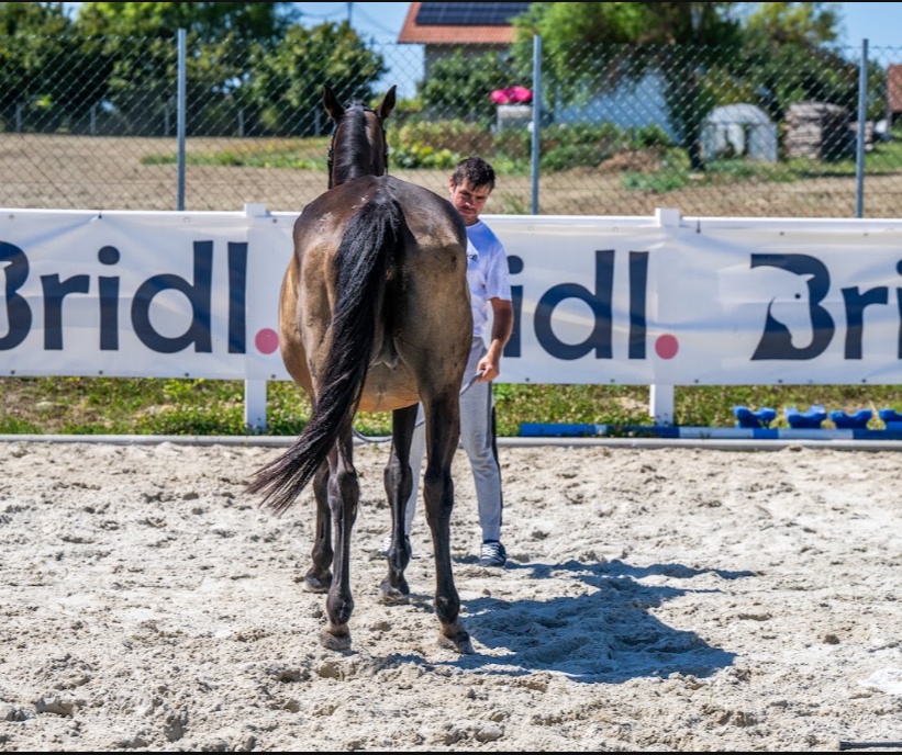 Quality Z | 2004 | 15.2h | Zangersheide | Mare