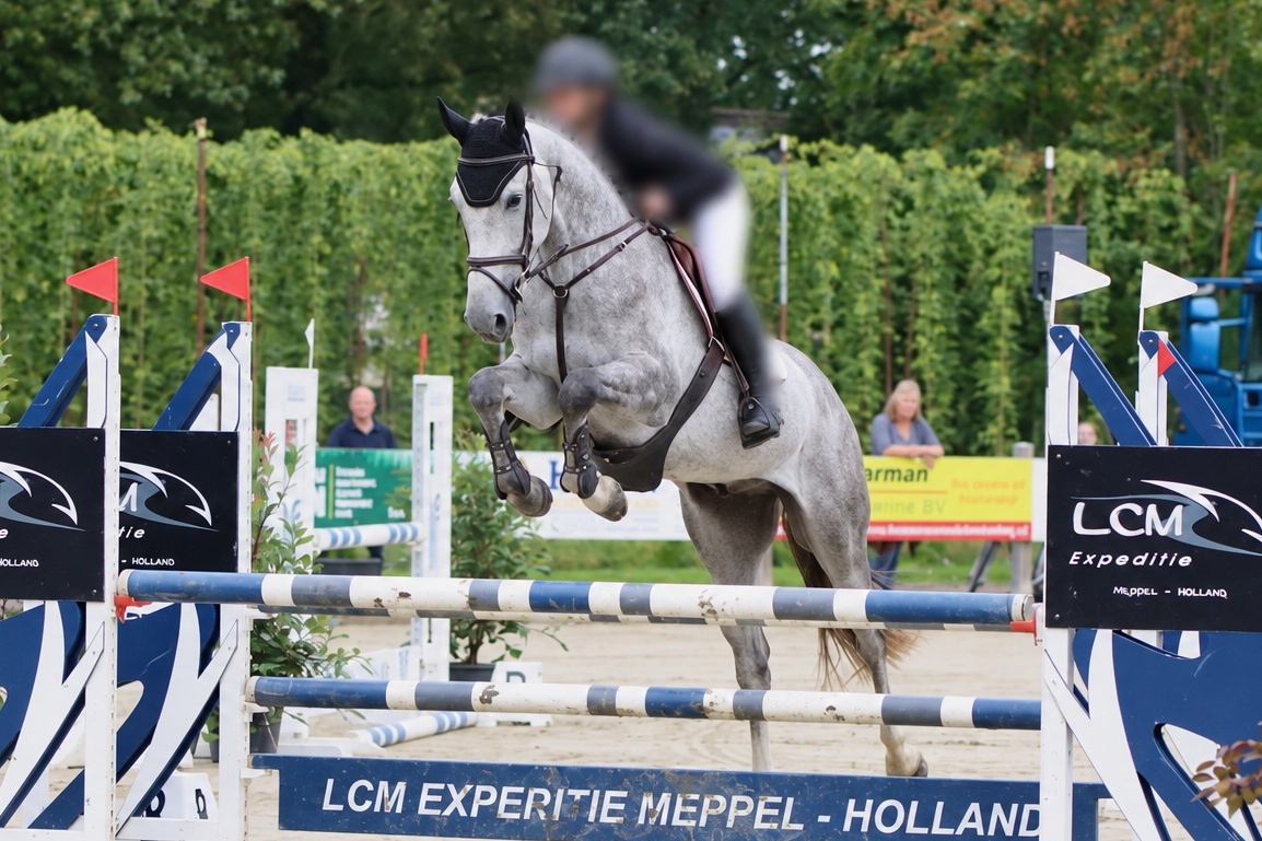By Hernandez TN | 2021 | 17h | Dutch Warmblood | Gelding