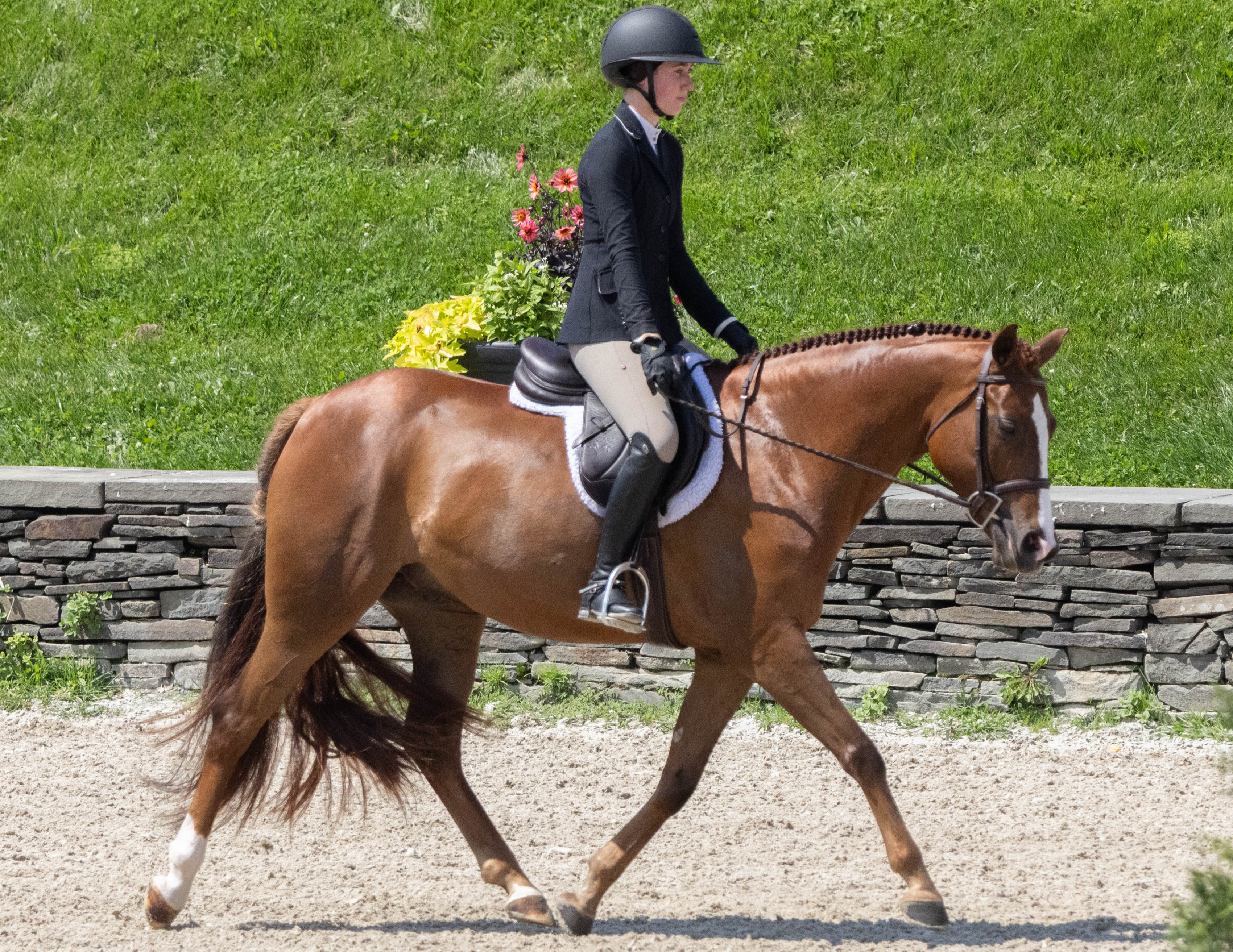 Scamander - LEASE ONLY | 2020 | 14.2h | Welsh Cross | Gelding