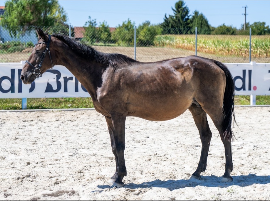 Quality Z | 2004 | 15.2h | Zangersheide | Mare