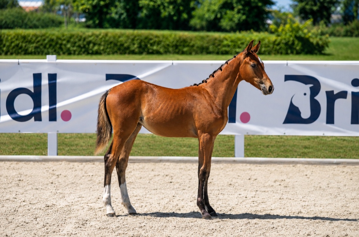 Tinkerbell 1-1 Z | 2026 | 13.1h | Zangersheide | Mare