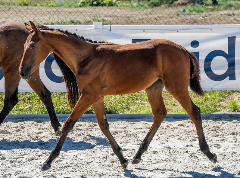 Tinkerbell 1-1 Z | 2026 | 13.1h | Zangersheide | Mare