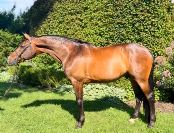 Quintil | 2014 | 16.3h | Oldenburg | Gelding