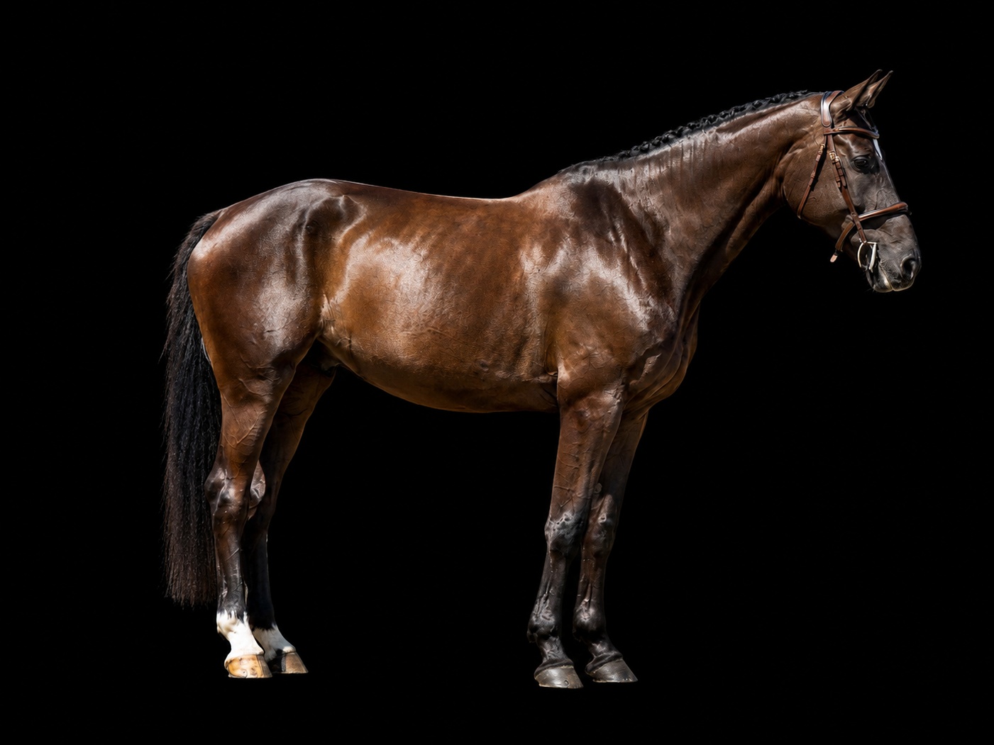 Ira R | 2020 | 16h | Not Specified | Mare