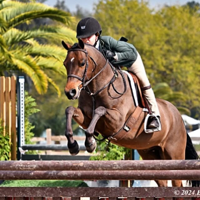 Clovermeade Snuggle Bunny | 2016 | 13.1h | Welsh Cross | Gelding