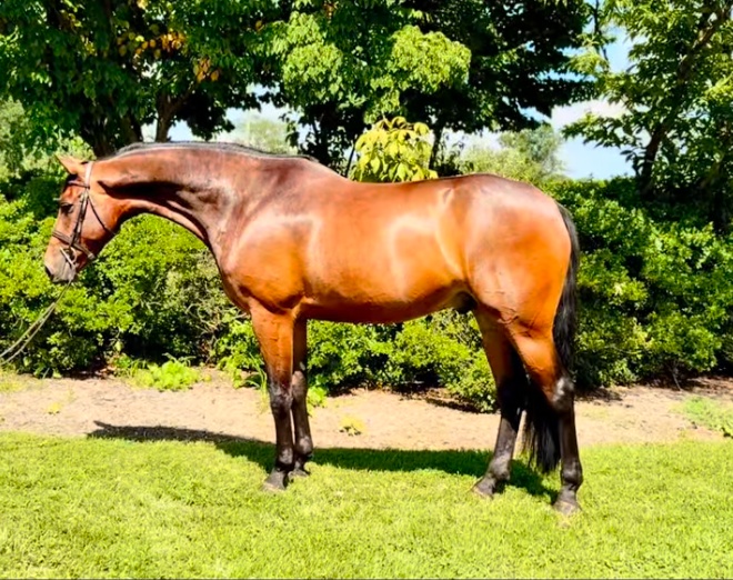 Ozzy | 2019 | 16.3h | Dutch Warmblood | Gelding
