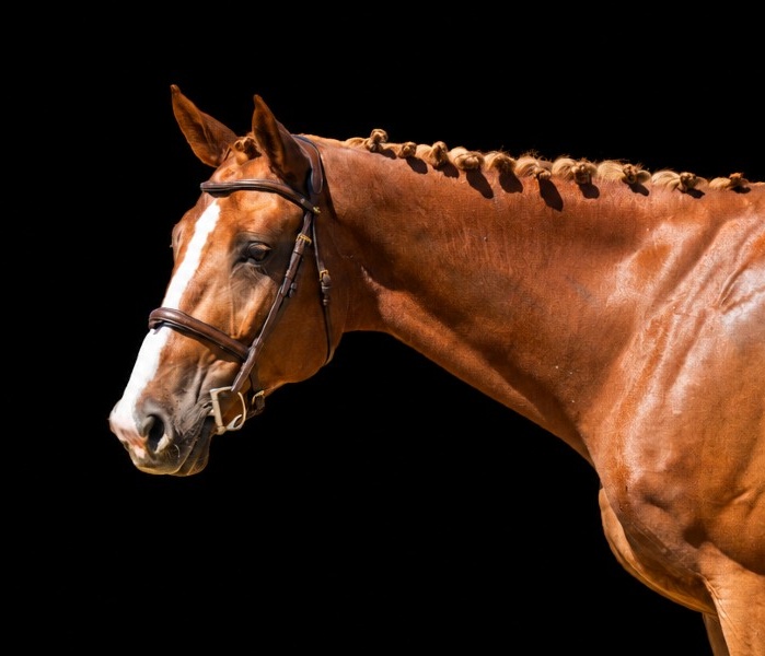 Emeraldo FJ | 2020 | 16.1h | Croatian Warmblood | Gelding