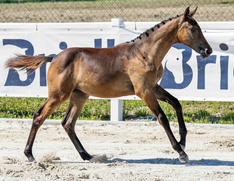 Dominini 1-1 Z | 2026 | 13.2h | Zangersheide | Mare