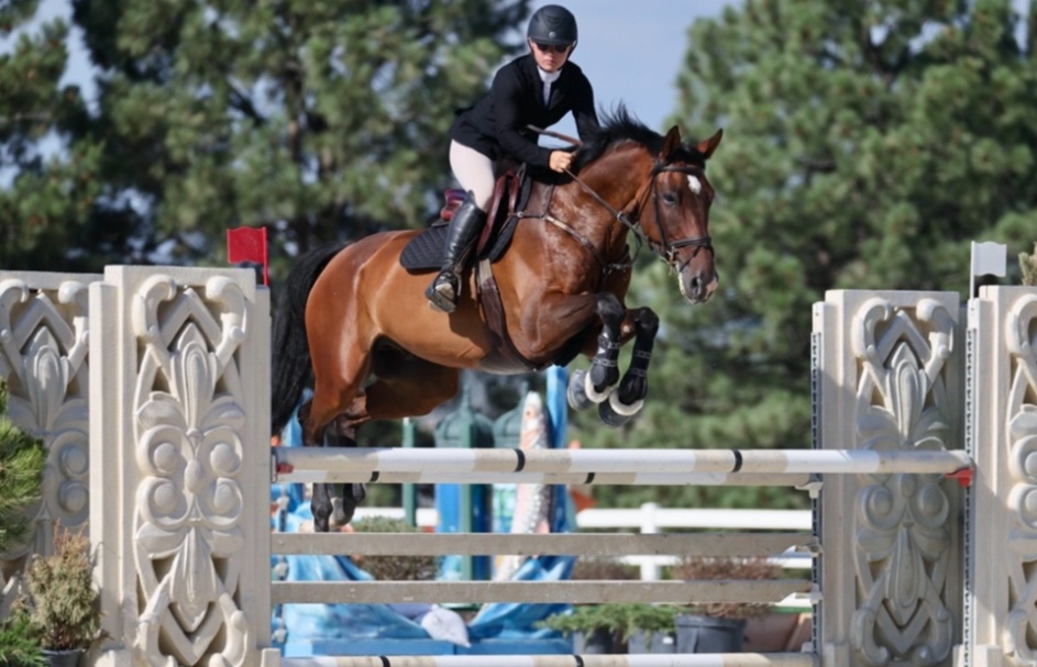 AM/JR Friendly Jumper | 2020 | 16.2h | KWPN | Gelding