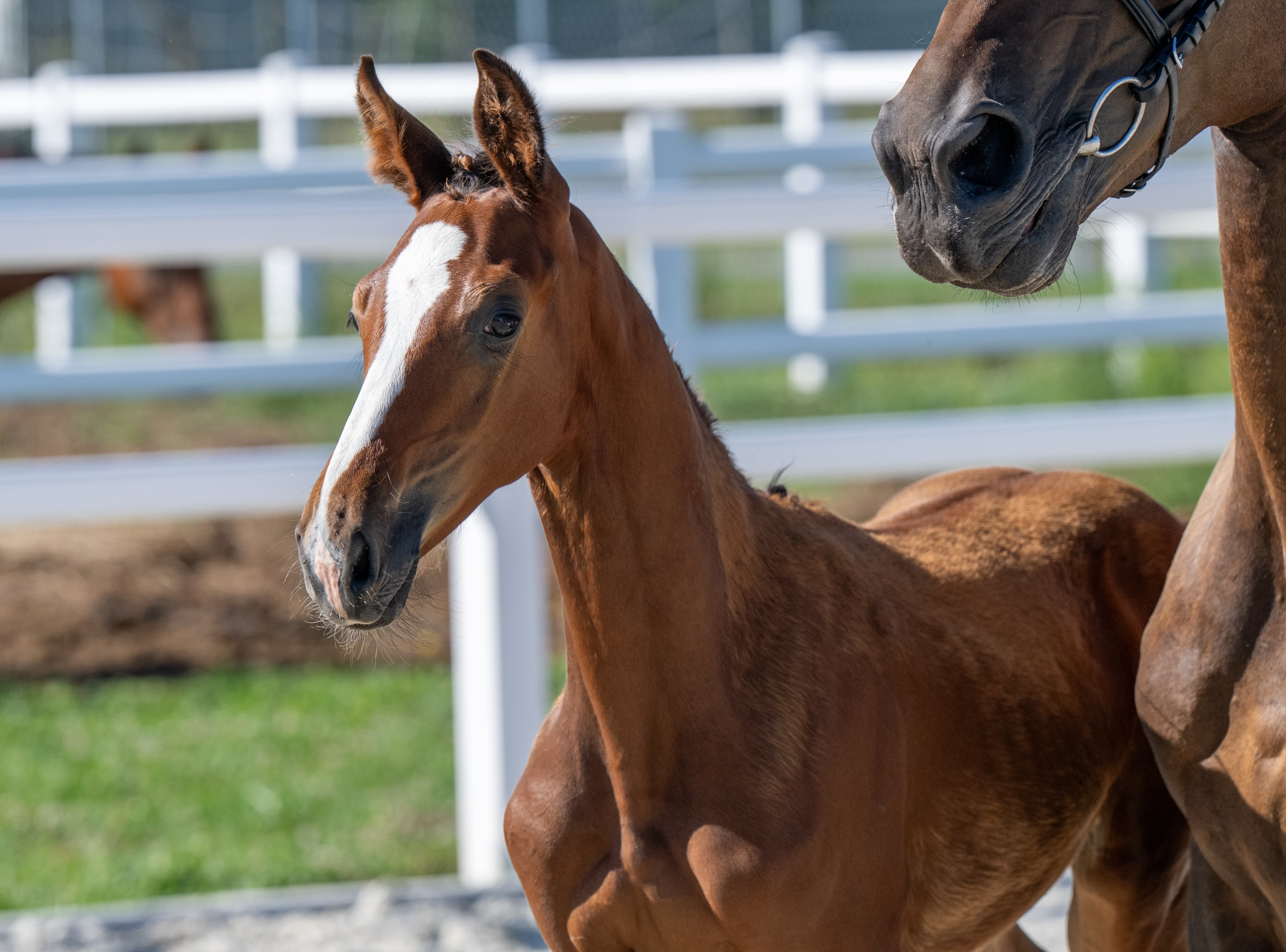 Frosted Fury 1-1 Z | 2026 | 12.2h | Zangersheide | Stallion