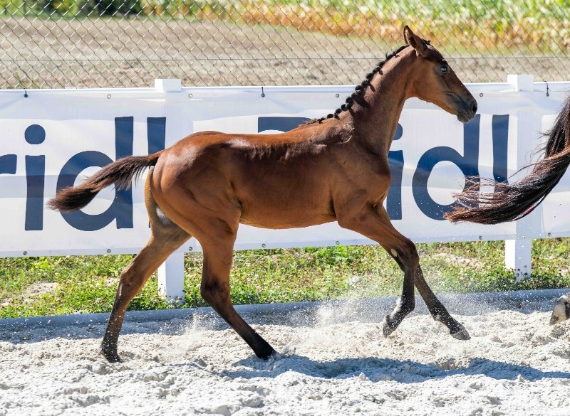 Tinkerbell 1-1 Z | 2026 | 13.1h | Zangersheide | Mare