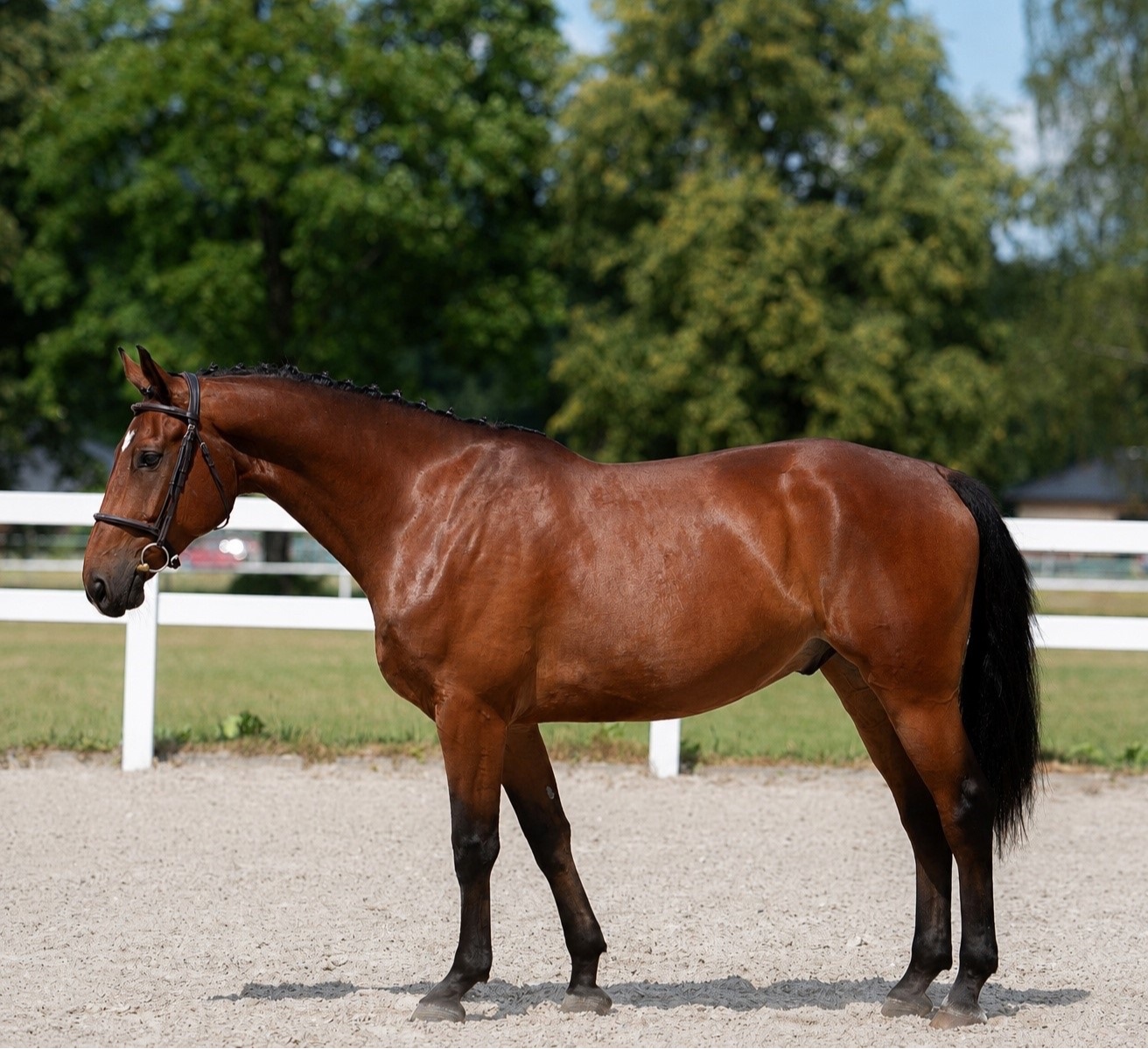 Jumping prospect | 2018 | 16.1h | Hanovarian Warmblood | Gelding
