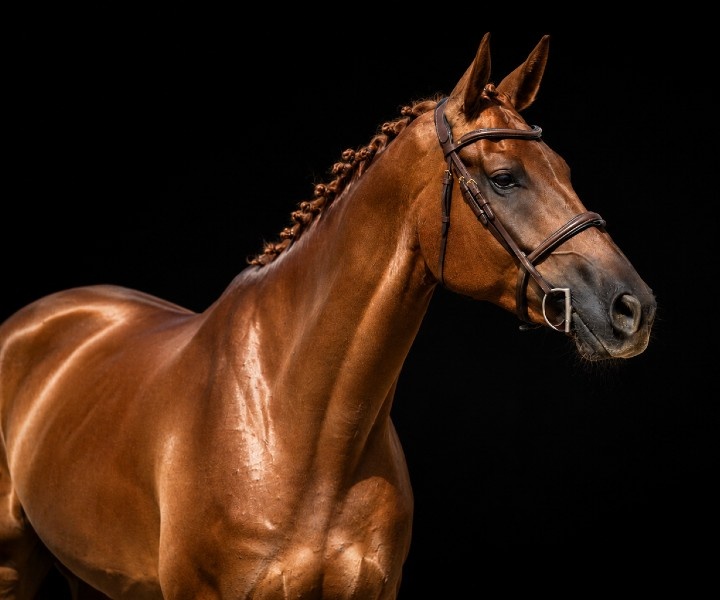 Giusto D’oro Z | 2019 | 17.2h | Zangersheide | Gelding