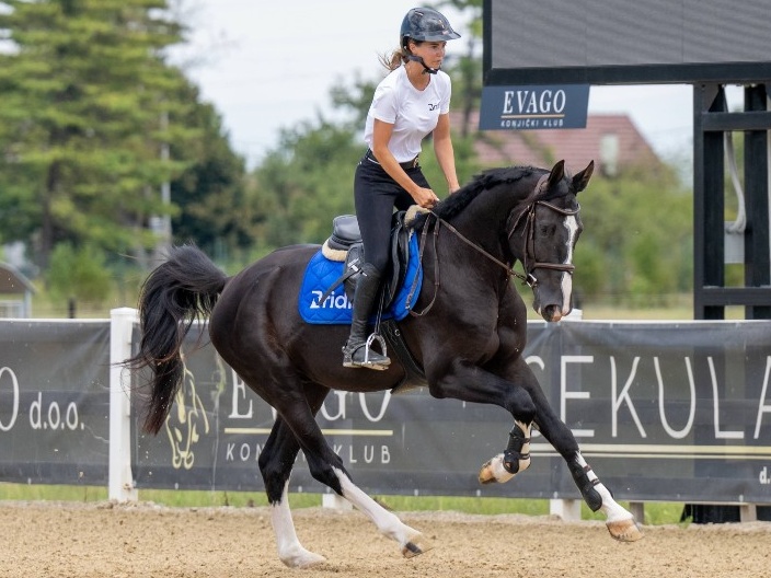 King of Zagreb FJ | 2022 | 16.3h | Not Specified | Stallion