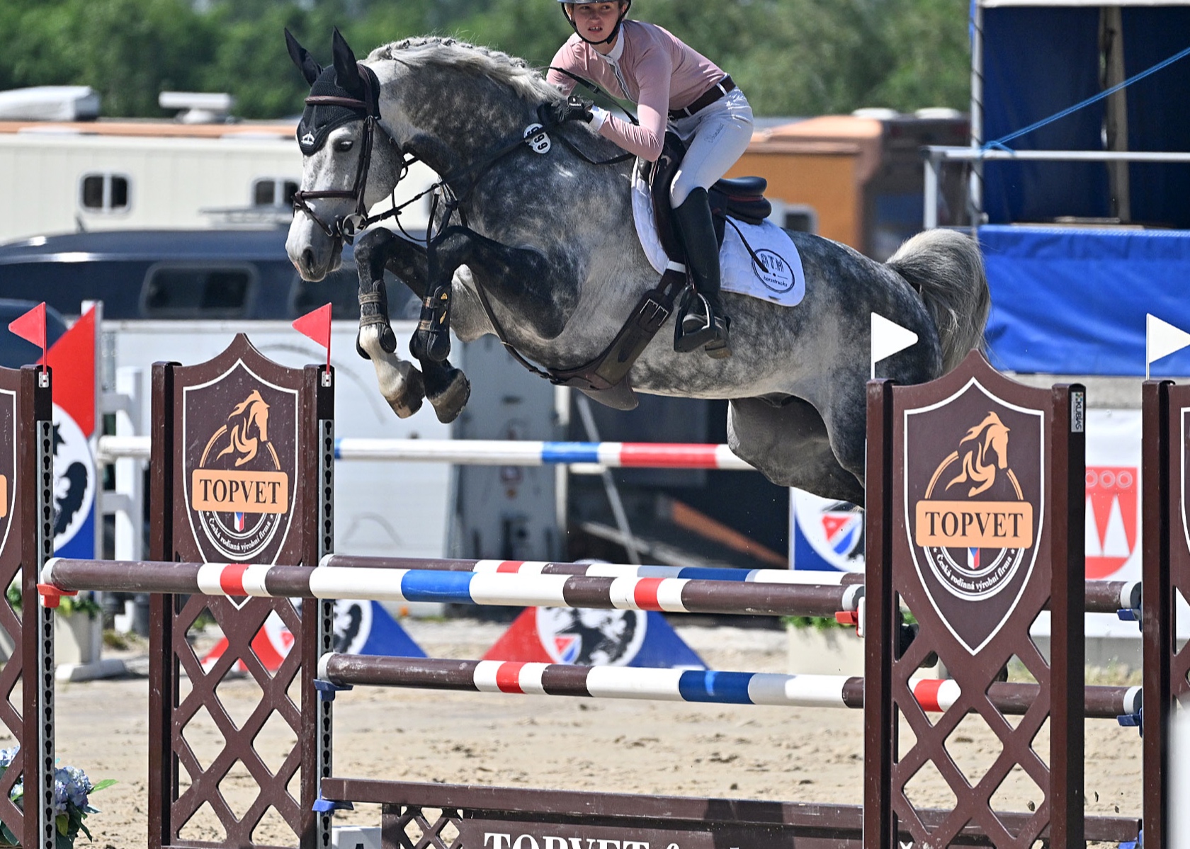 American Dream stallion | 2019 | 16.2h | All Warmbloods | Stallion