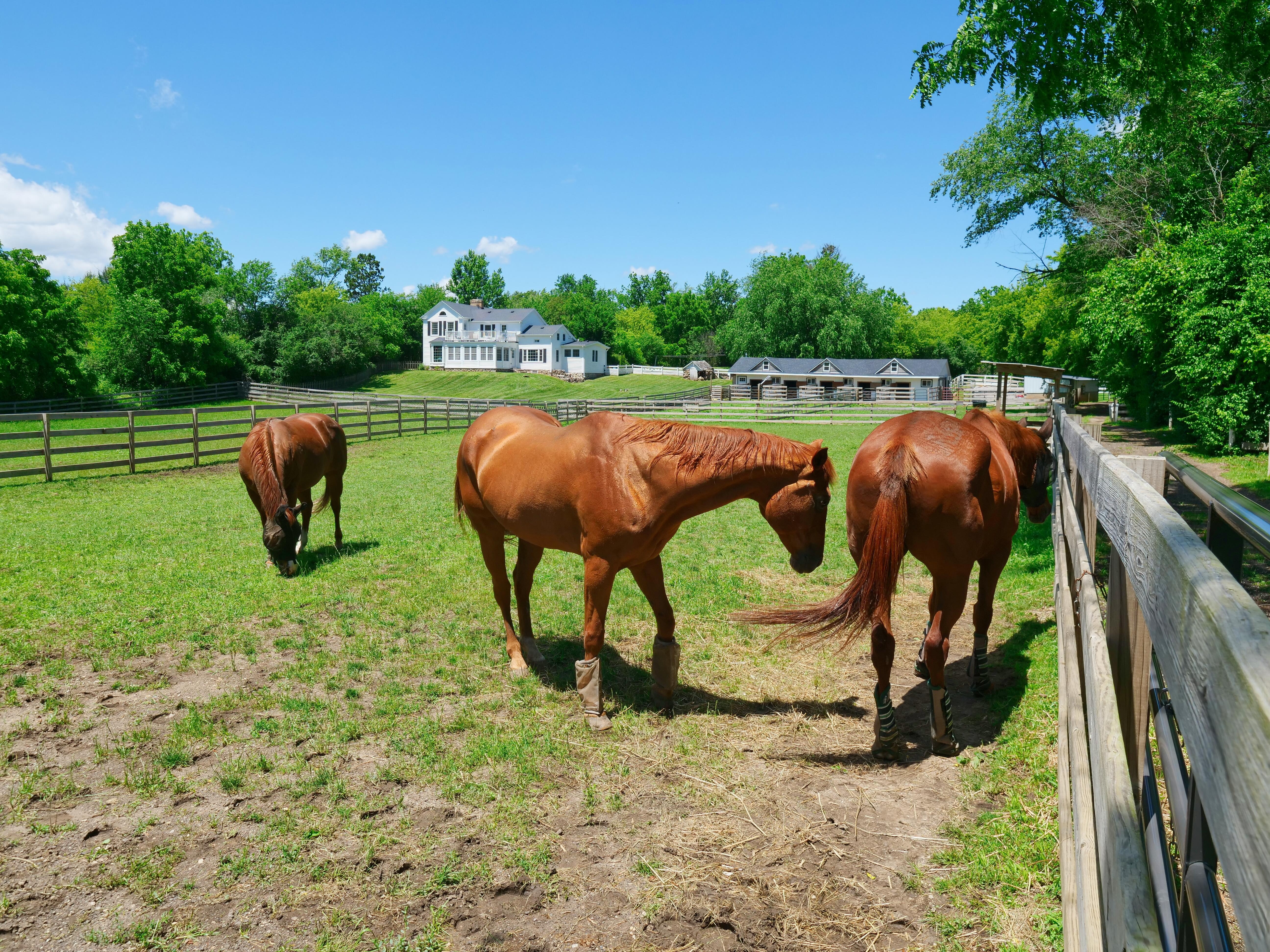 LUXURY EQUESTRIAN ESTATE---owner financing available! | Living Quarters + Stables | For Sale