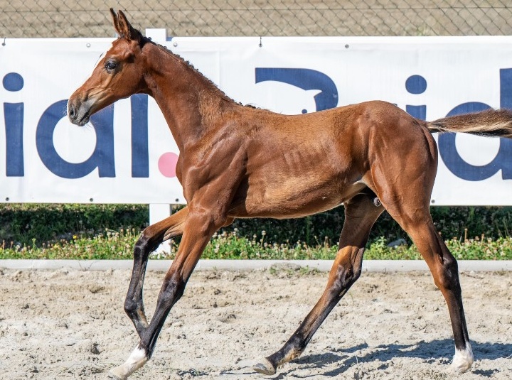 Frosted Fury 1-1 Z | 2026 | 12.2h | Zangersheide | Stallion