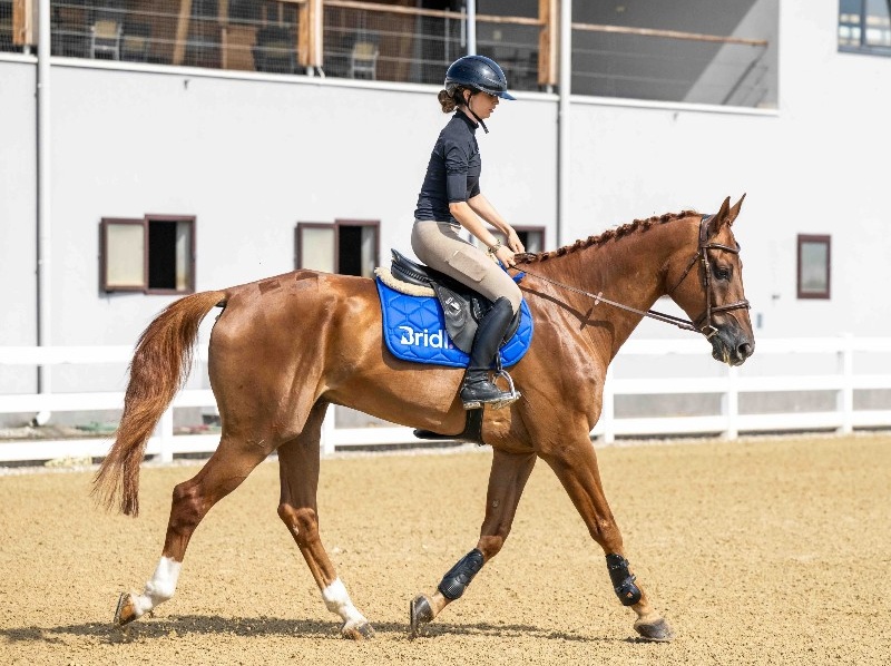 Giusto D’oro Z | 2019 | 17.2h | Zangersheide | Gelding