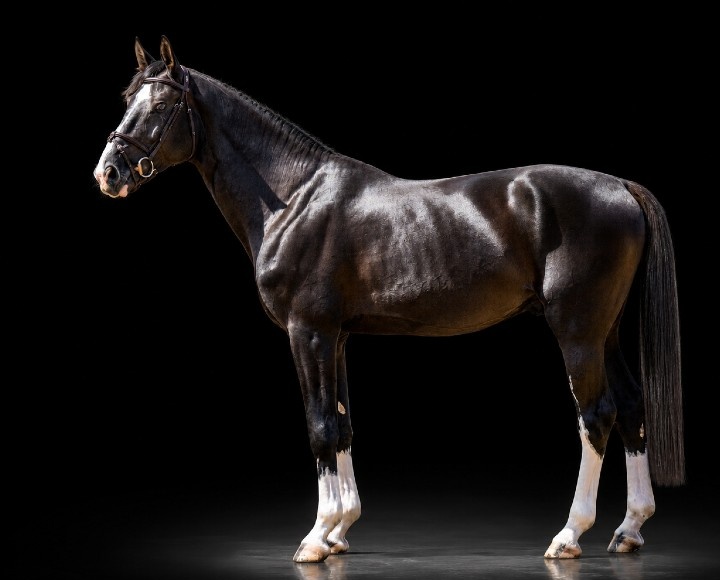 King of Zagreb FJ | 2022 | 16.3h | Not Specified | Stallion