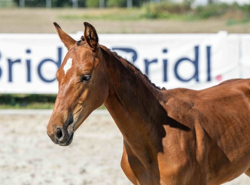 Tornado du Chaz 1-1 Z | 2026 | 13.1h | Zangersheide | Stallion