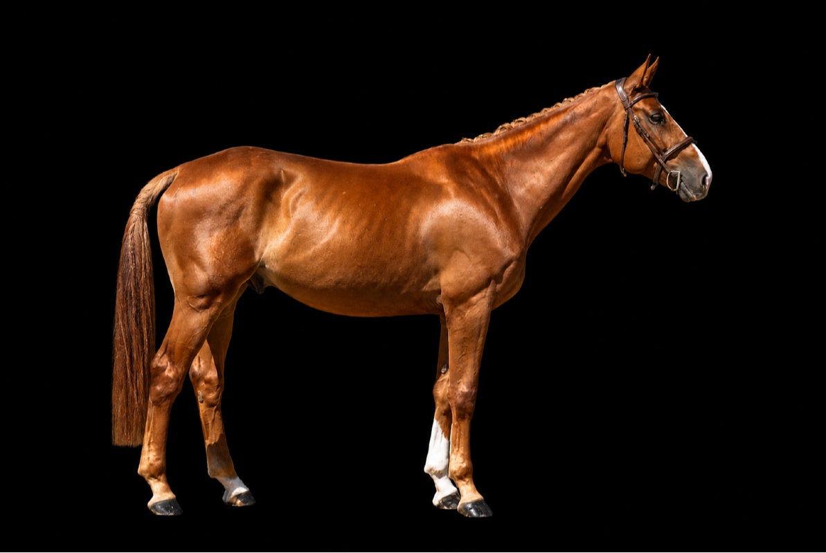 Emeraldo FJ | 2020 | 16.1h | Croatian Warmblood | Gelding