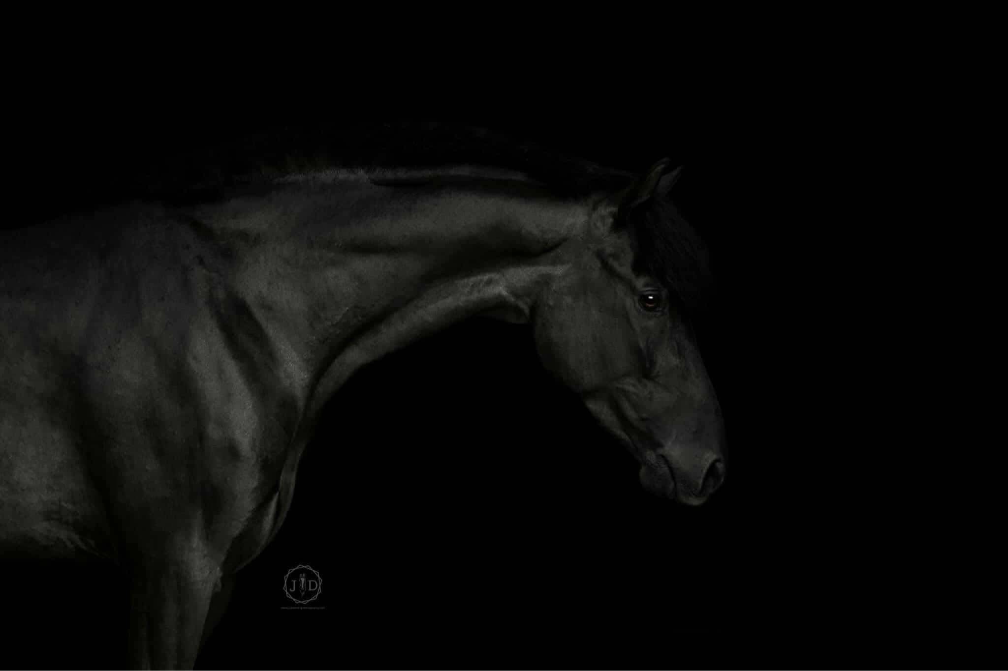 Cherrybrook Powerball | 2021 | 14.2h | Welsh Cross | Gelding