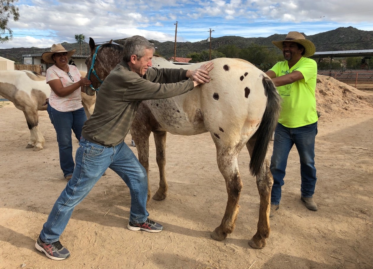 Horse Chiropractic Technique Clinic. Oct. 23rd And 24th. | Clinic