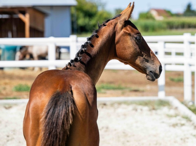 Tinkerbell 1-1 Z | 2026 | 13.1h | Zangersheide | Mare