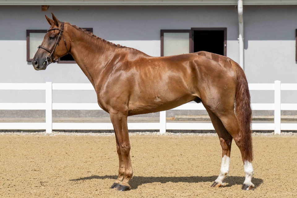 Giusto D’oro Z | 2019 | 17.2h | Zangersheide | Gelding