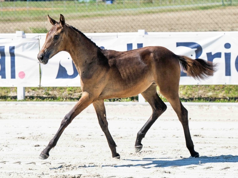 Dominini 1-1 Z | 2026 | 13.2h | Zangersheide | Mare