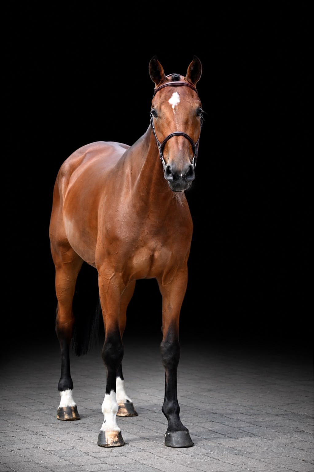 Toronto | 2021 | 16.2h | Warmblood | Gelding