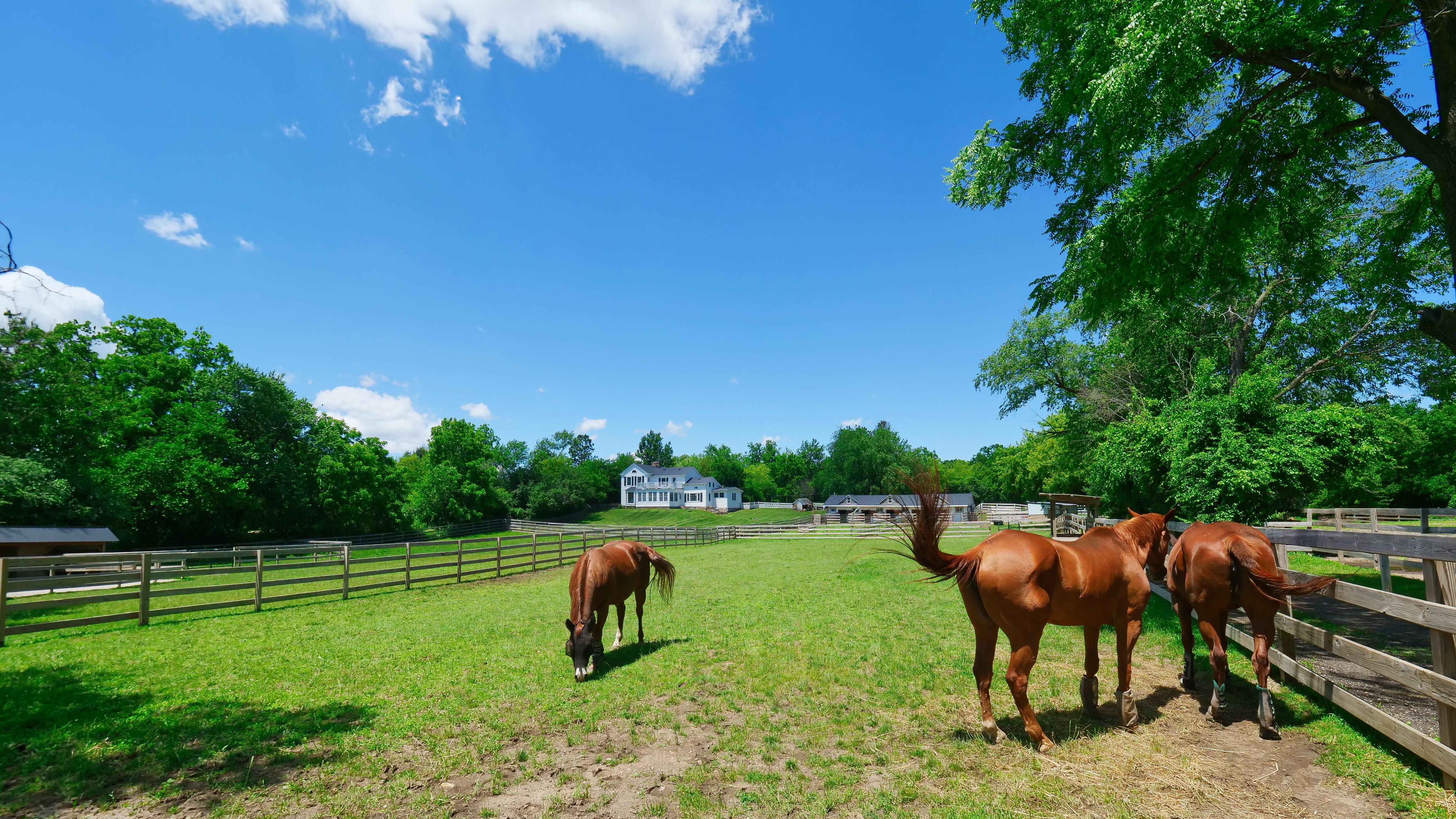 LUXURY EQUESTRIAN ESTATE---owner financing available! | Living Quarters + Stables | For Sale