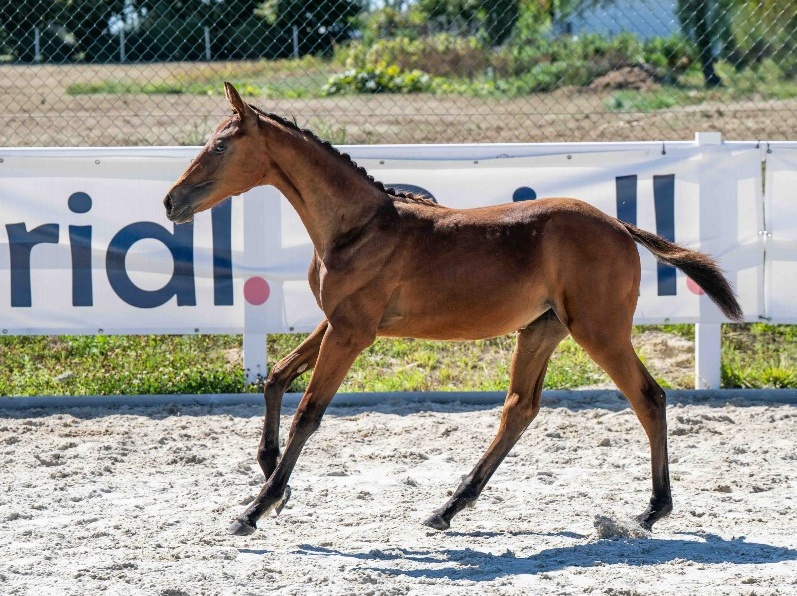 Tinkerbell 1-1 Z | 2026 | 13.1h | Zangersheide | Mare