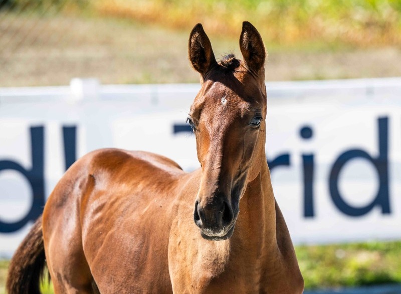 Tinkerbell 1-1 Z | 2026 | 13.1h | Zangersheide | Mare
