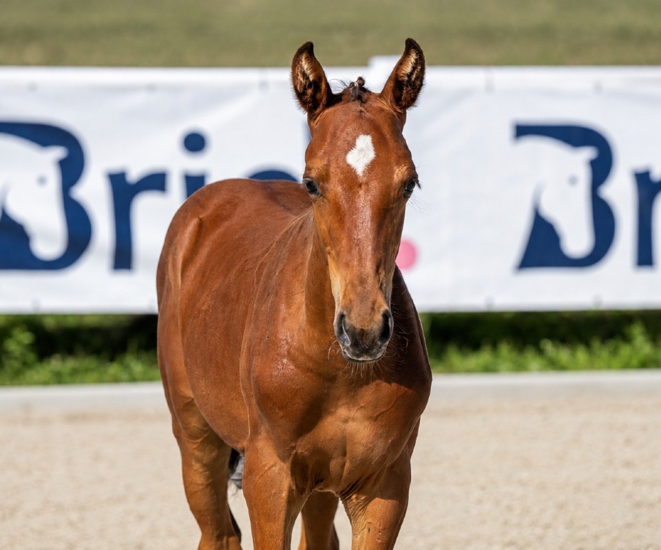 Tornado du Chaz 1-1 Z | 2026 | 13.1h | Zangersheide | Stallion