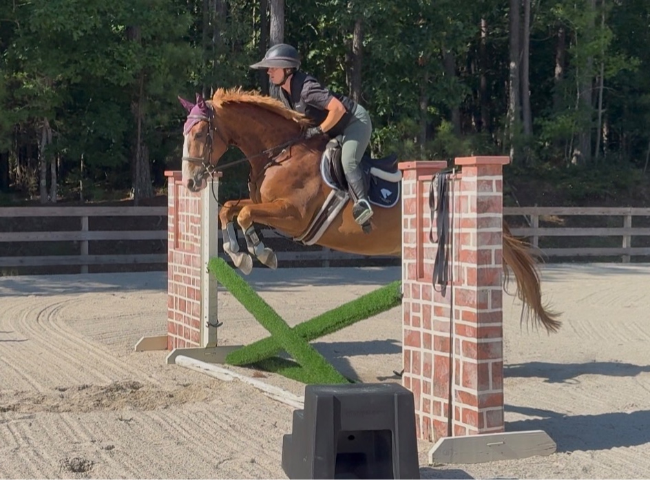 Focus Tachor Z | 2021 | 15.3h | Zangersheide | Gelding