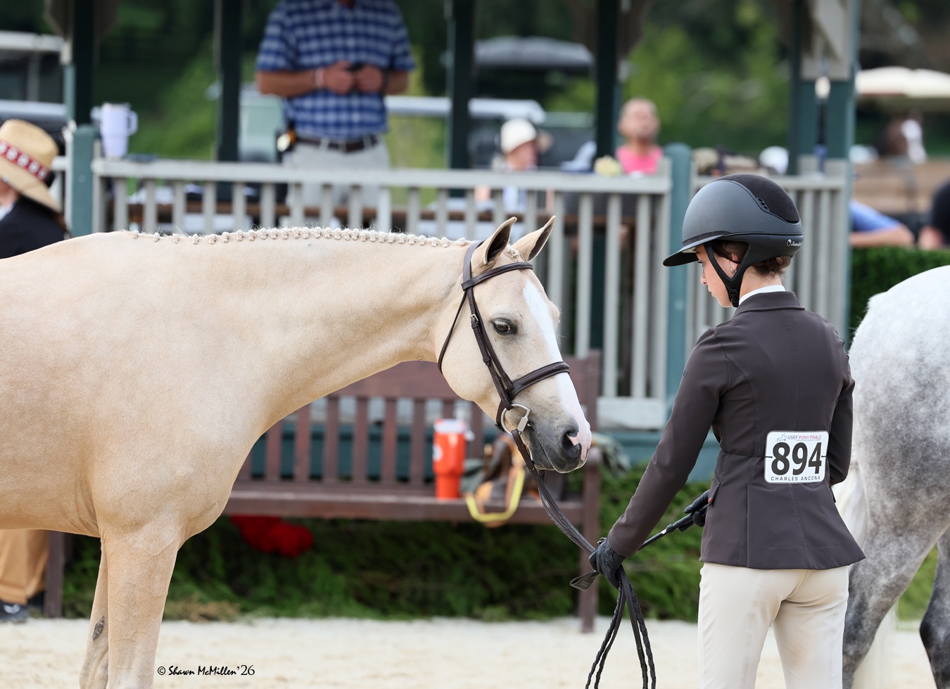 Golden Ticket | 2017 | 14.1h | German Riding Pony | Gelding