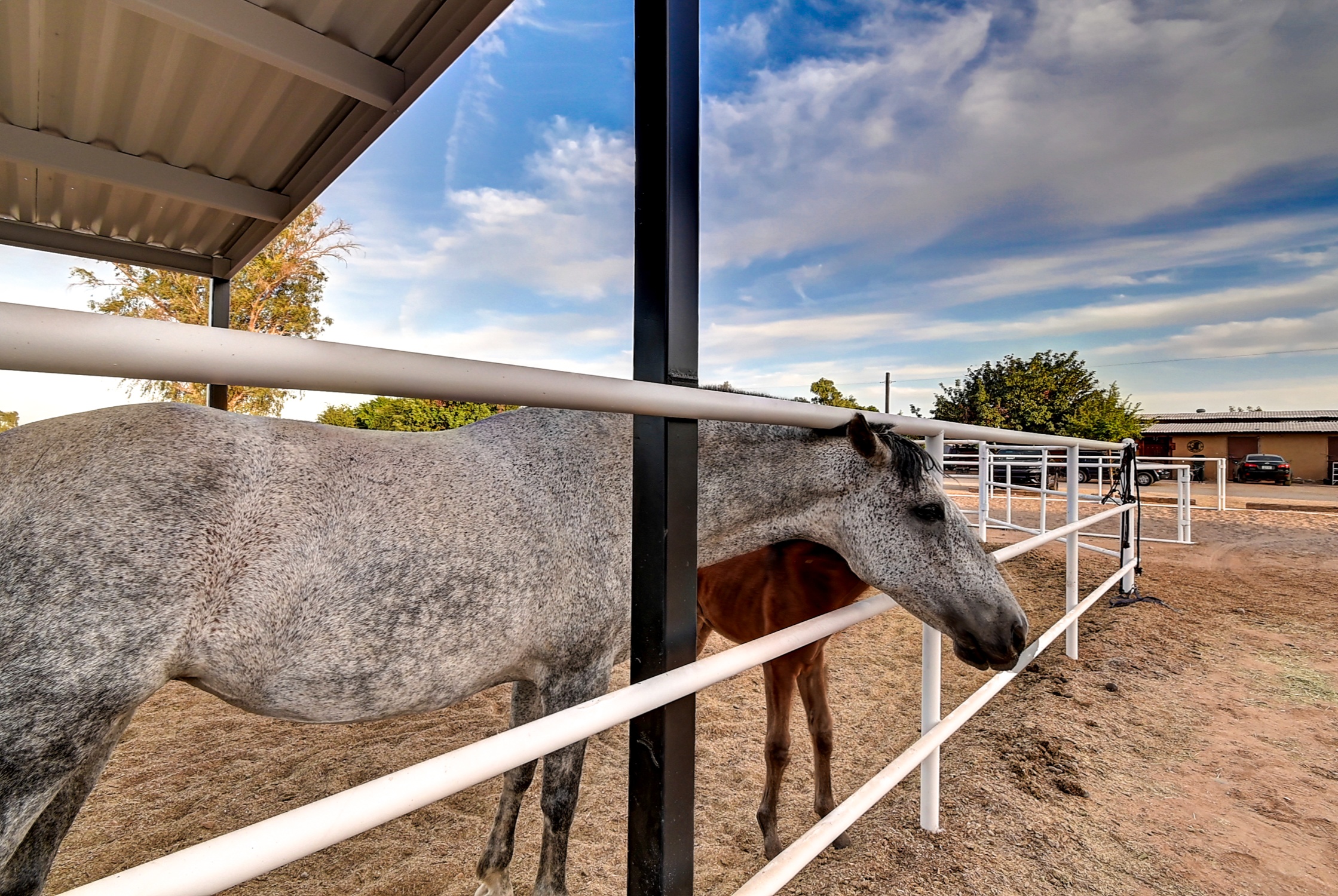 Stunning 6 Bdm Desert Ranch Equestrian Estate! | Living Quarters + Stables | For Rent or Sublet