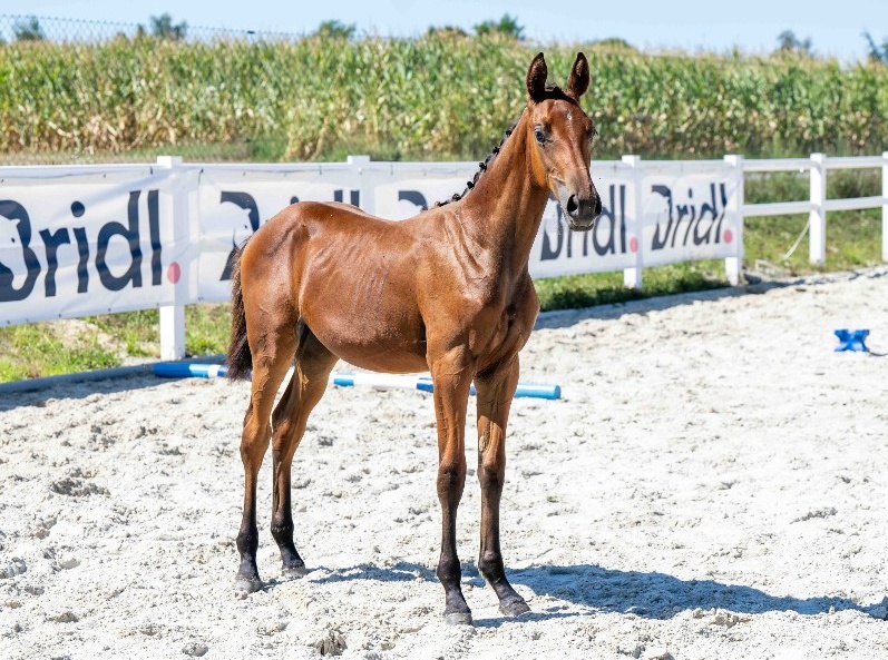 Tinkerbell 1-1 Z | 2026 | 13.1h | Zangersheide | Mare