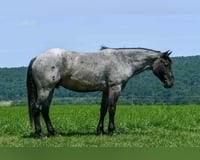hourse-image